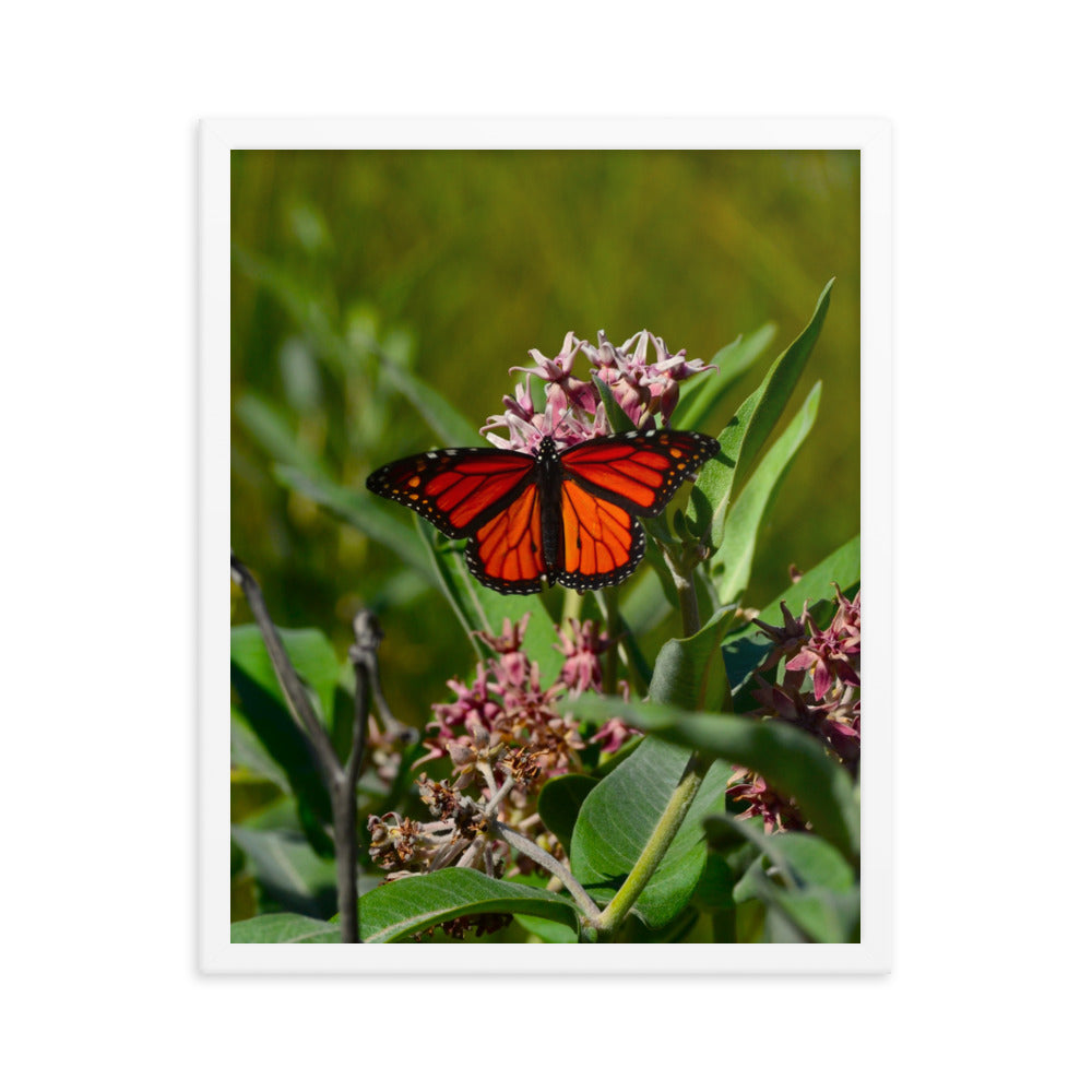 Monarch Butterfly