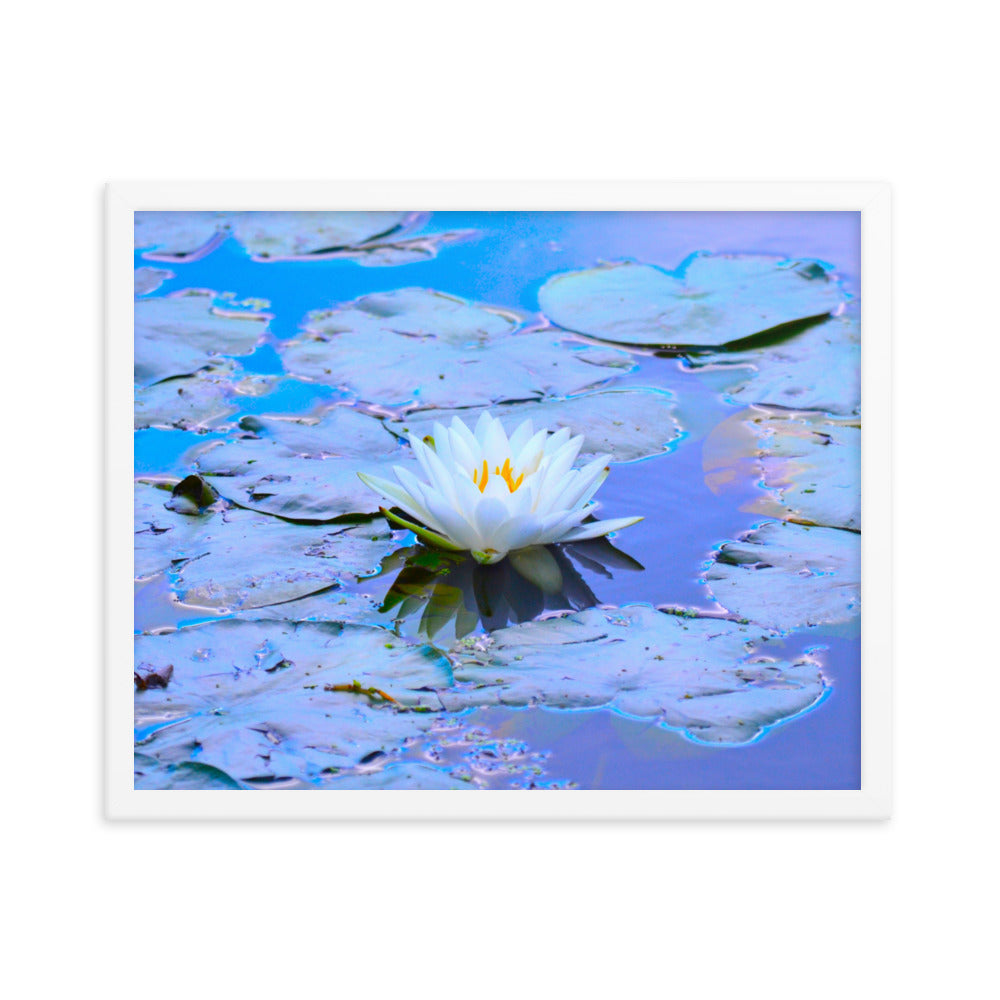 White Lotus