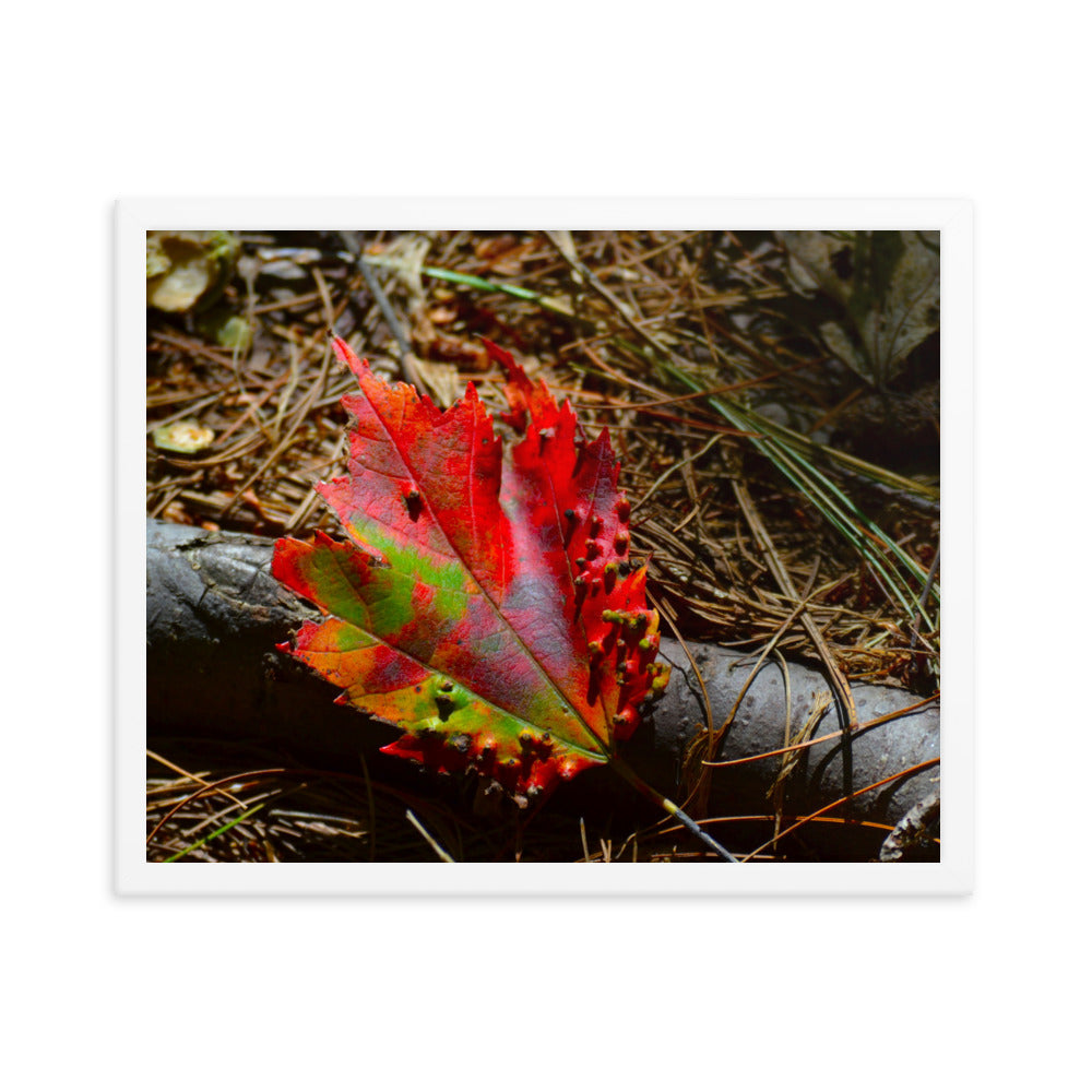 Fall Leaf