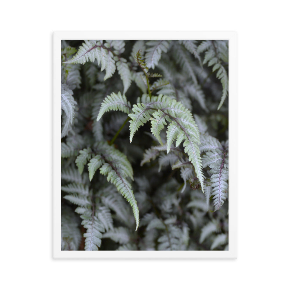 Lush Ferns