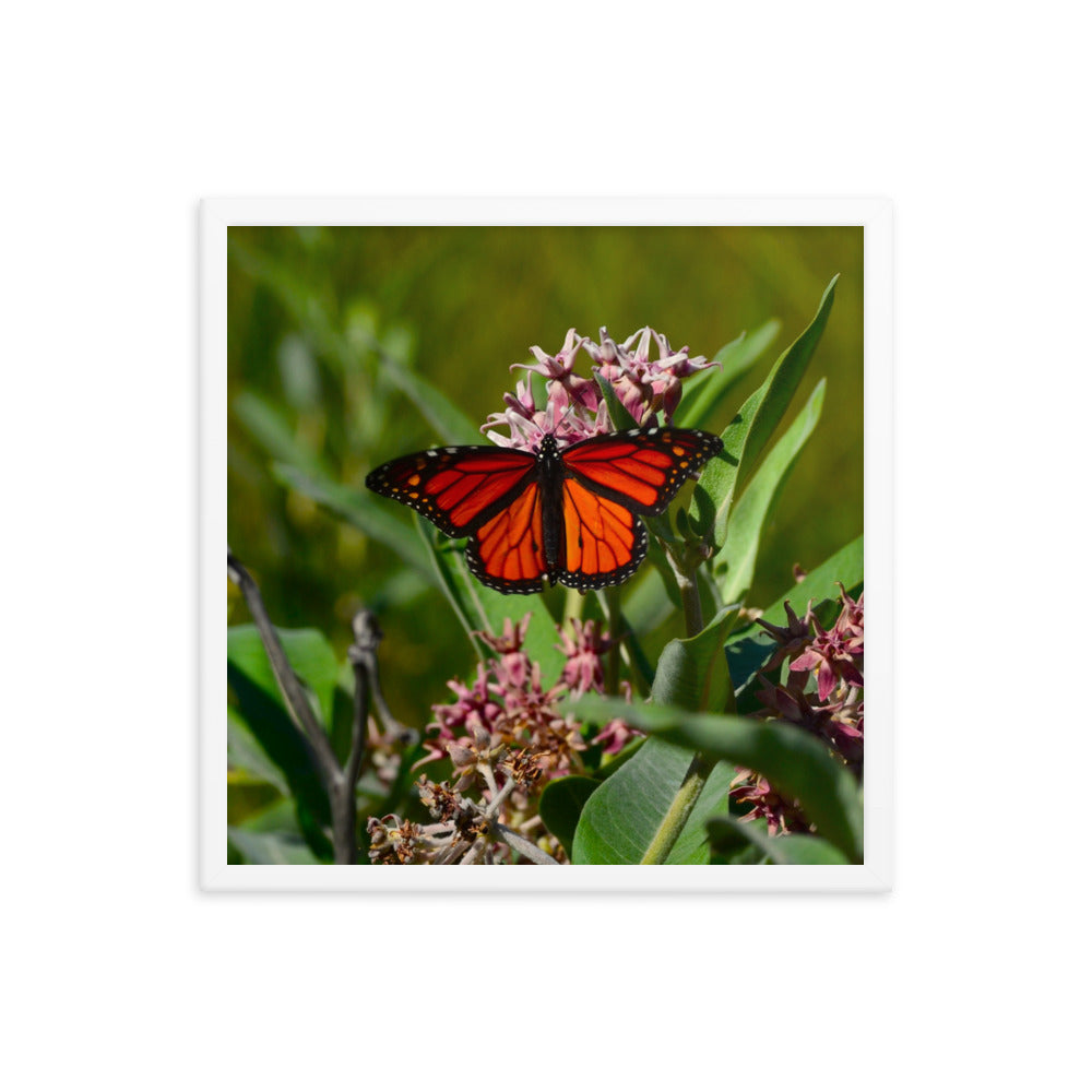 Monarch Butterfly