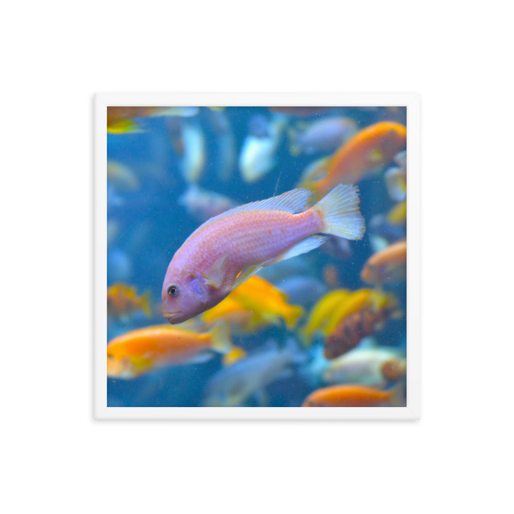 Vibrant Fish