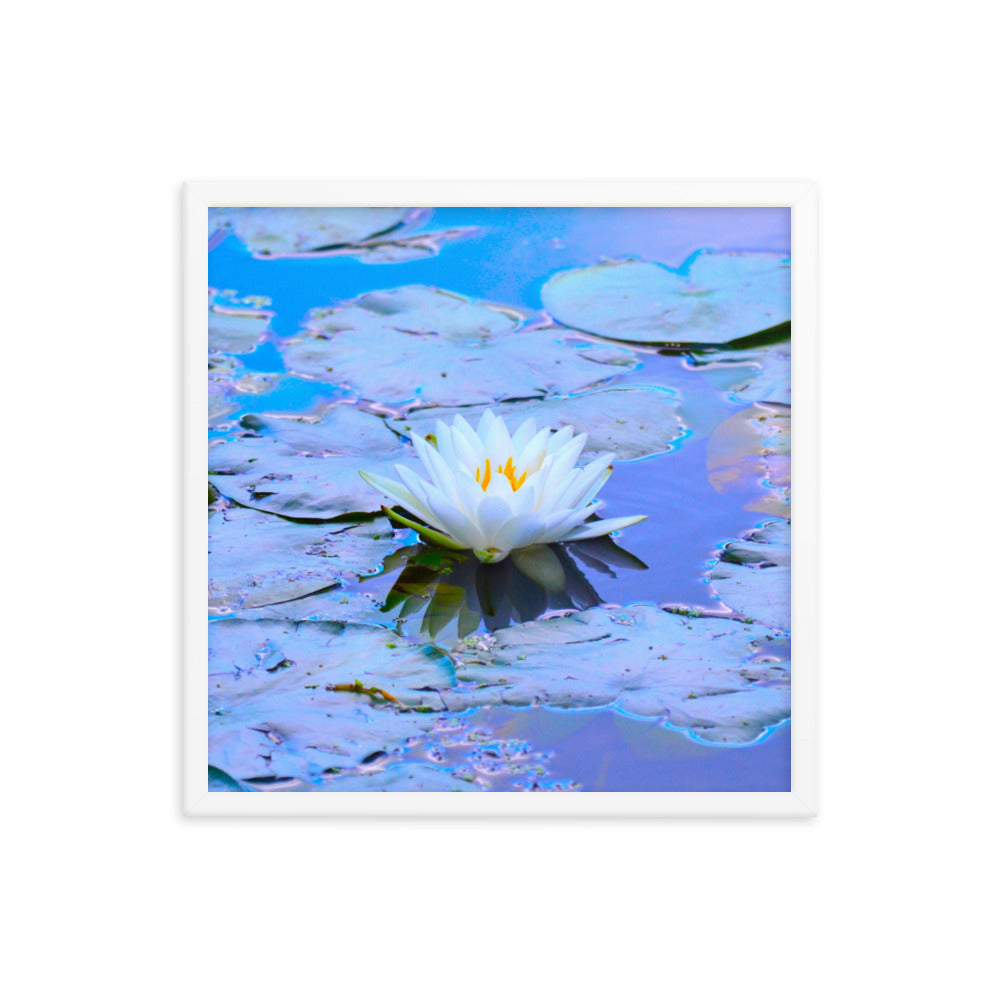 White Lotus