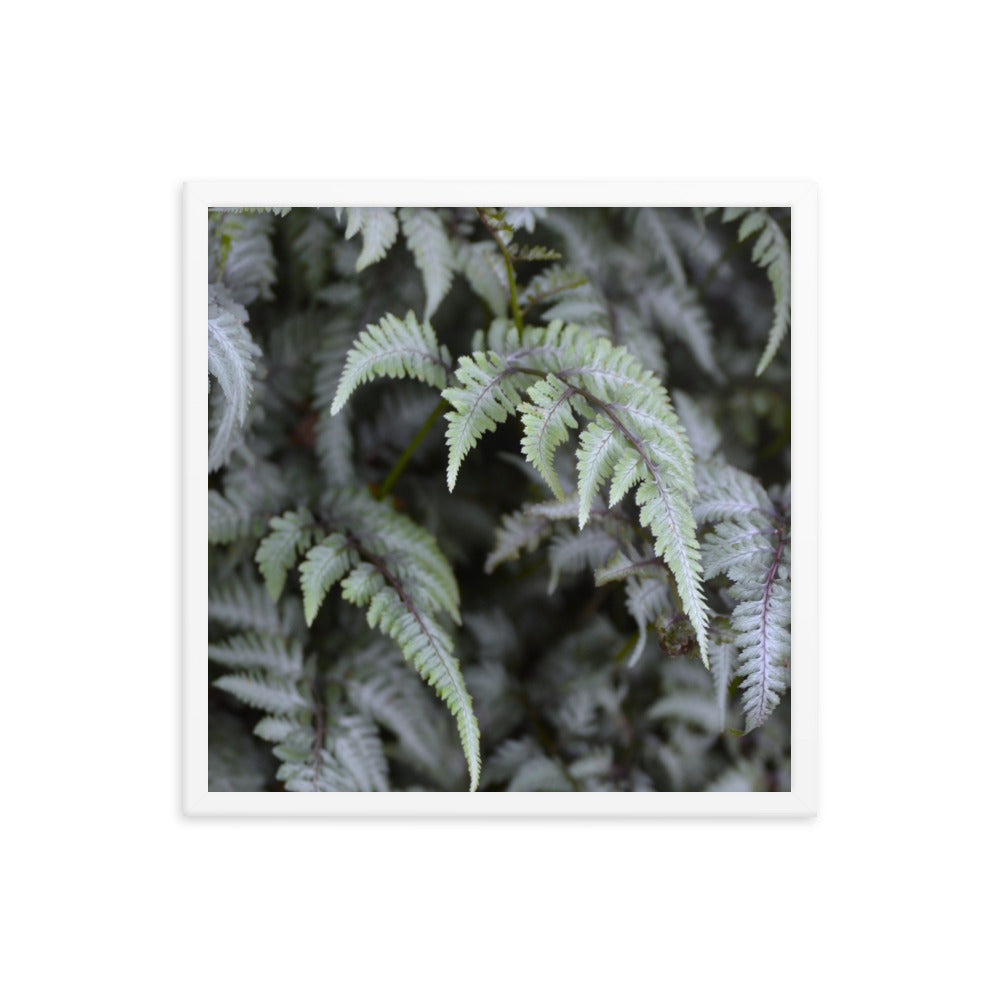 Lush Ferns