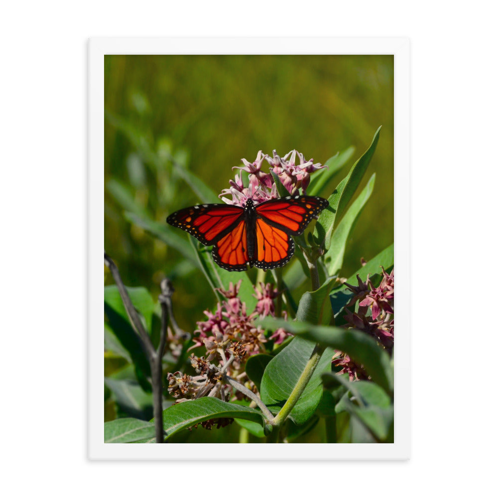 Monarch Butterfly