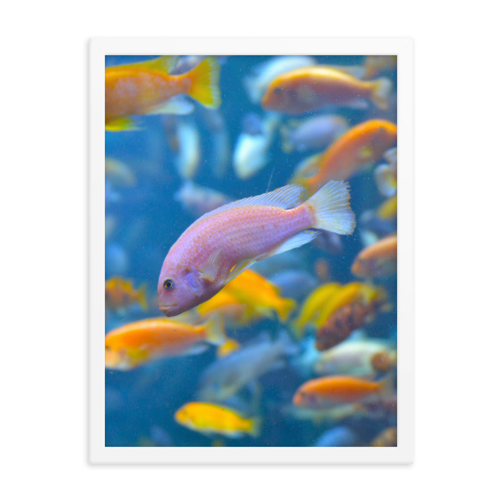 Vibrant Fish