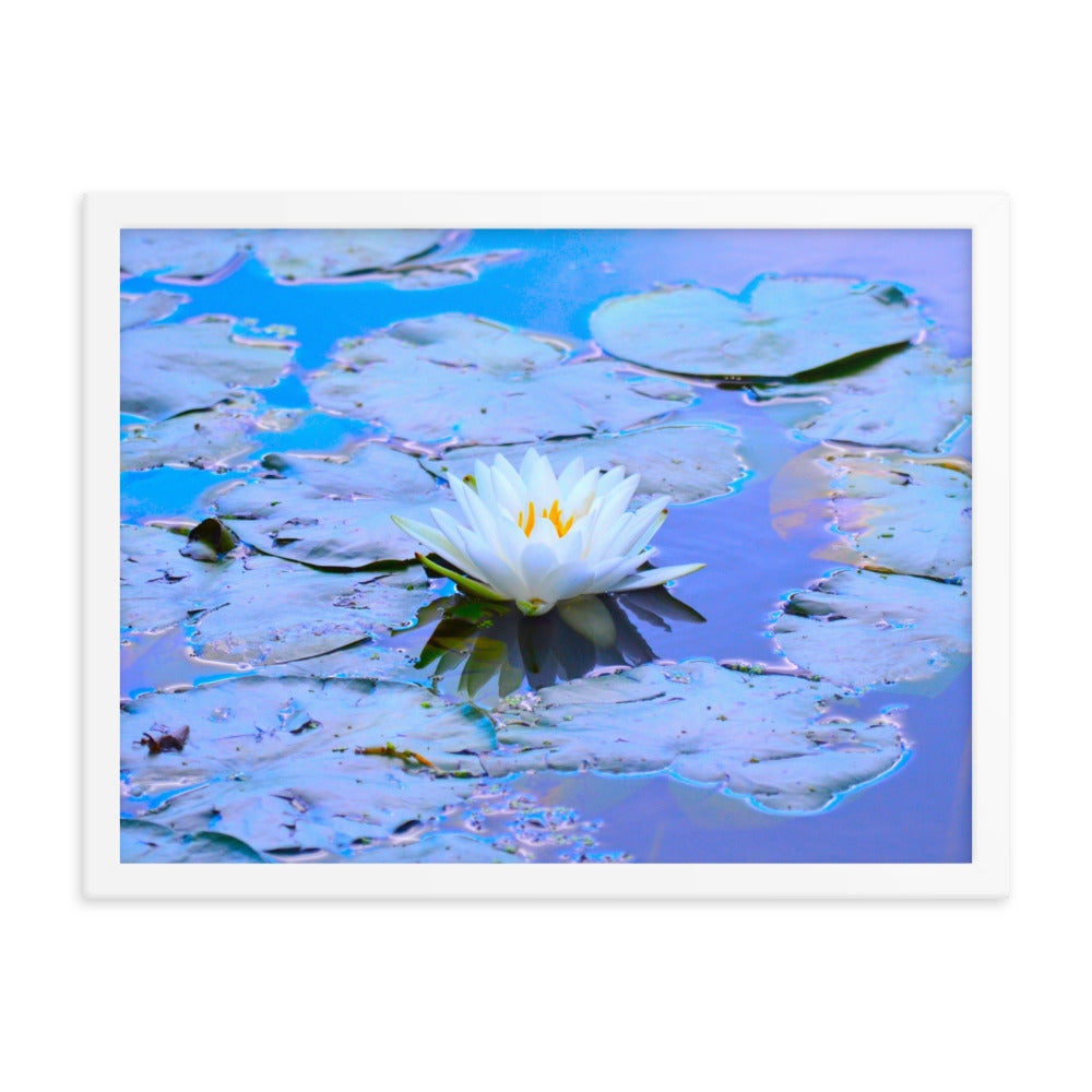 White Lotus