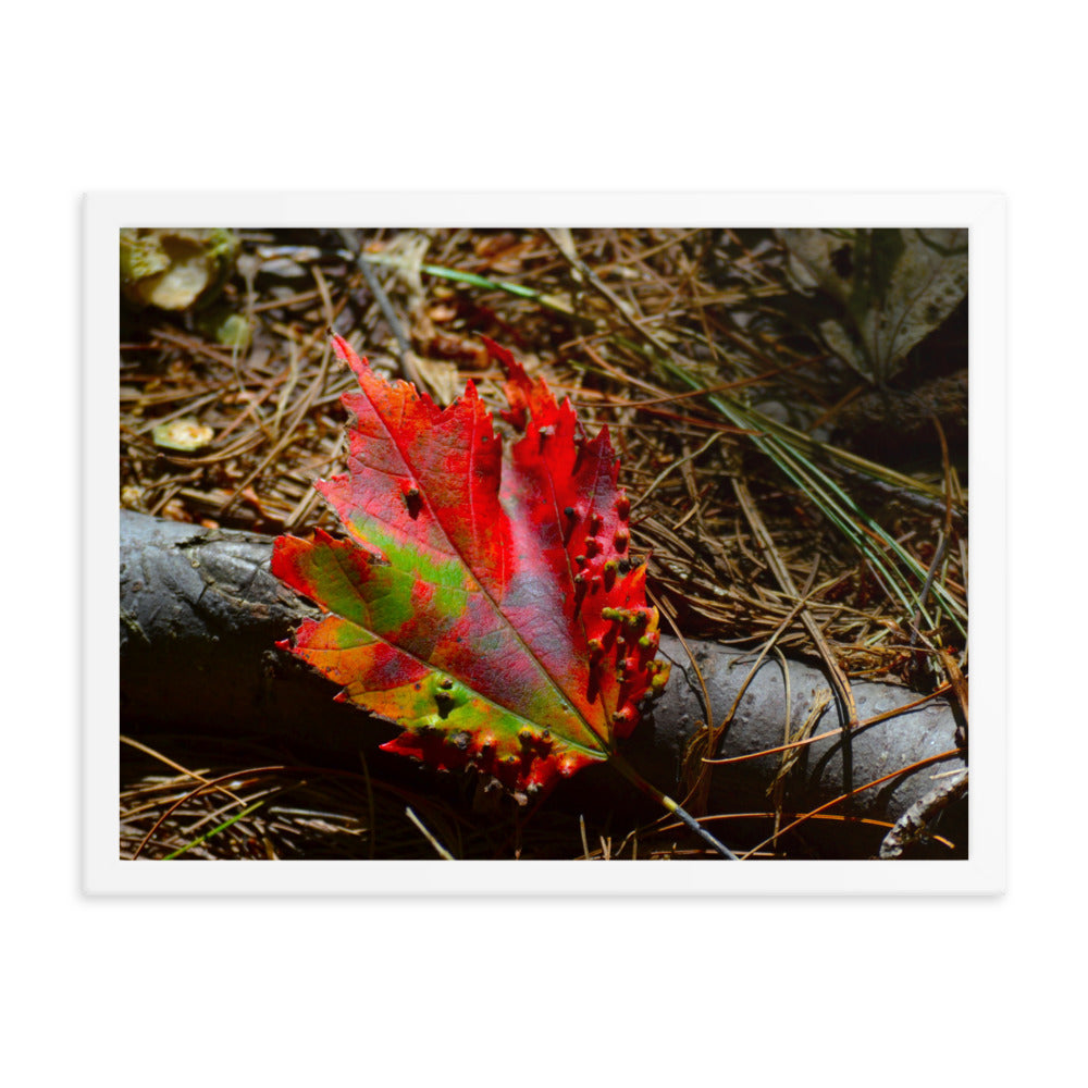 Fall Leaf