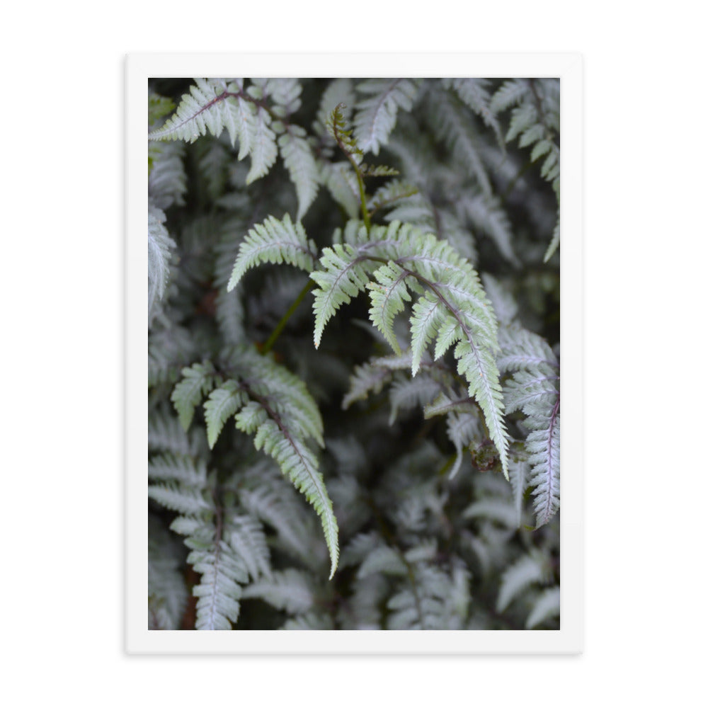 Lush Ferns