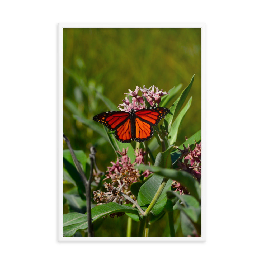 Monarch Butterfly