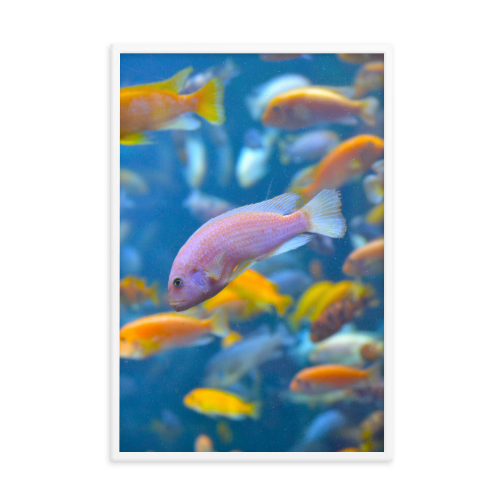 Vibrant Fish