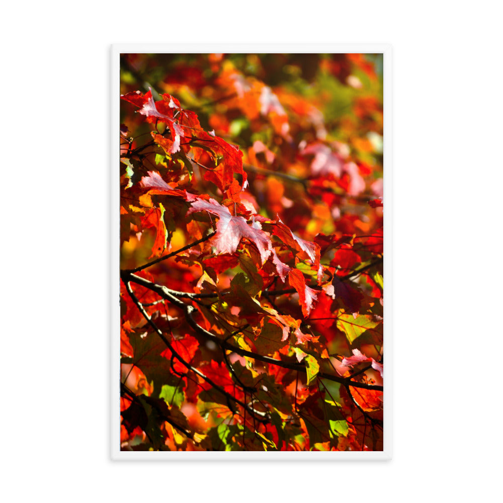 Crimson Leaves